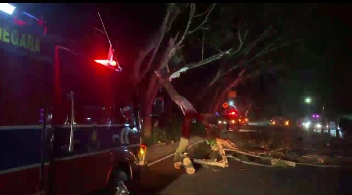 Teriakan Panik Pecah di Tenggarong Seberang, Pohon Tumbang Renggut Nyawa