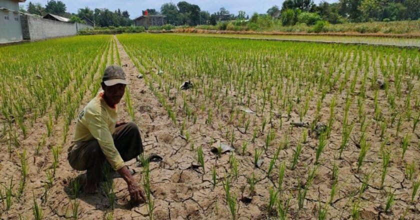 Kukar Genjot Masa Tanam untuk Amankan Produksi Pangan Jelang Kemarau