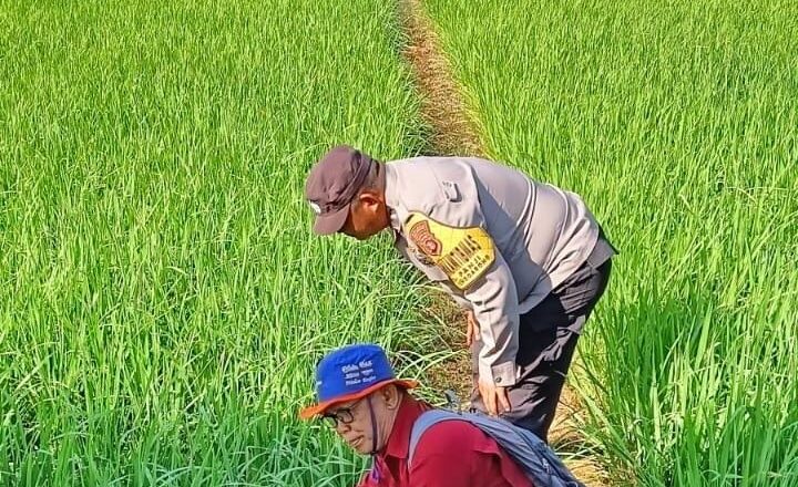 Polsek Tenggarong dan Damkar Kukar Bantu Aliri Sawah Petani yang Terdampak Kekeringan