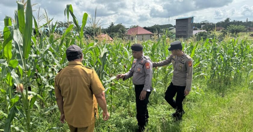Dukung Ketahanan Pangan, Polsek Muara Wahau Pantau Jagung Warga yang Kian Subur