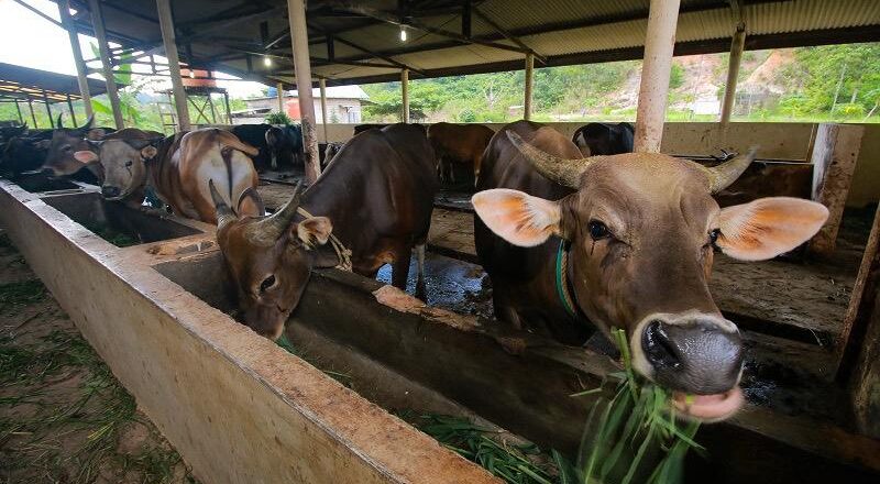 Idul Adha Jadi Momentum Pemkab Kukar Dorong Peran Peternak Sapi Lokal