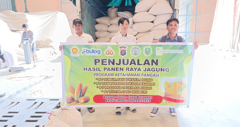 Panen Jagung Kemitraan di Kutim Tembus 4 Ton, Bulog Serap Hasil Petani